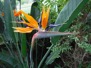 A Bird of Paradise flower in the conservatory at Lauritzen Gardens