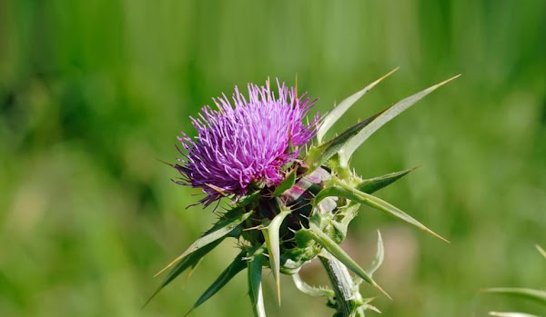 نبات شوك العلك (أداد) يسبب التسمم Atractylis gummifera