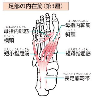 足裏にある筋肉イラスト