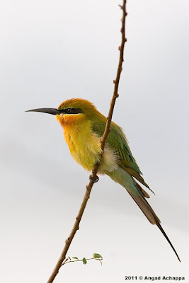 Blue-tailed bee-eater