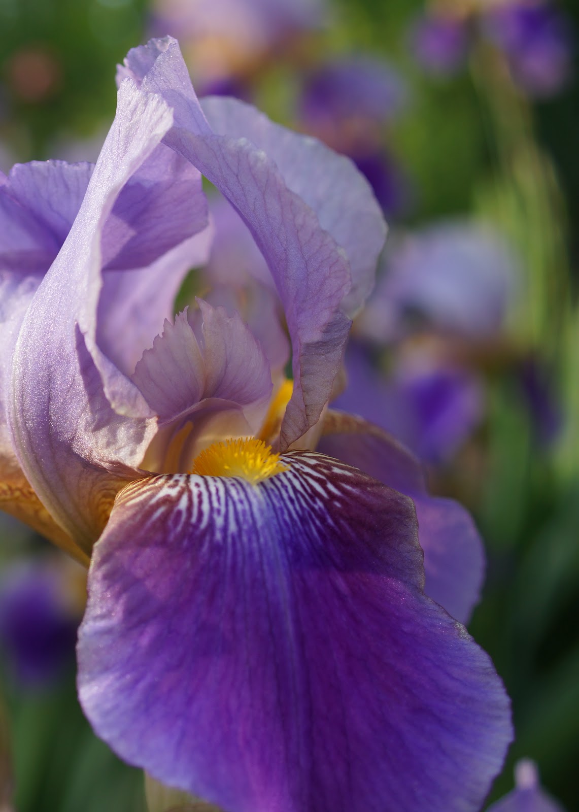 Daily Bread Friday Flowers Irises