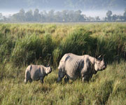 Kaziranga National Park India