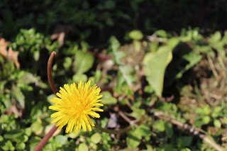 Çiçek fotoğrafı