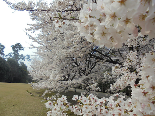 とっとり花回廊の桜の広場のソメイヨシノ桜