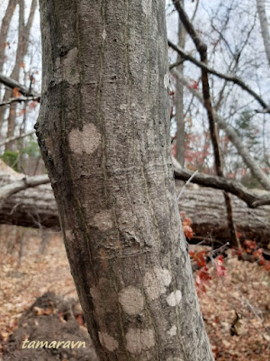 Клён ложнозибольдов (Acer pseudosieboldianum)