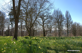 UK Daffodils