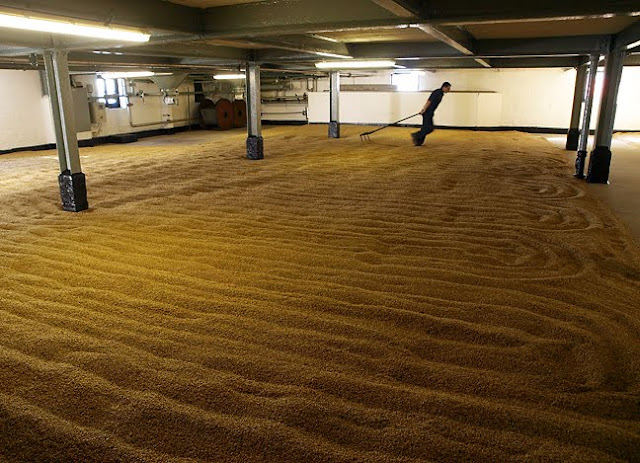 raking the germinating barley on the malting floor at Bowmore Distillery