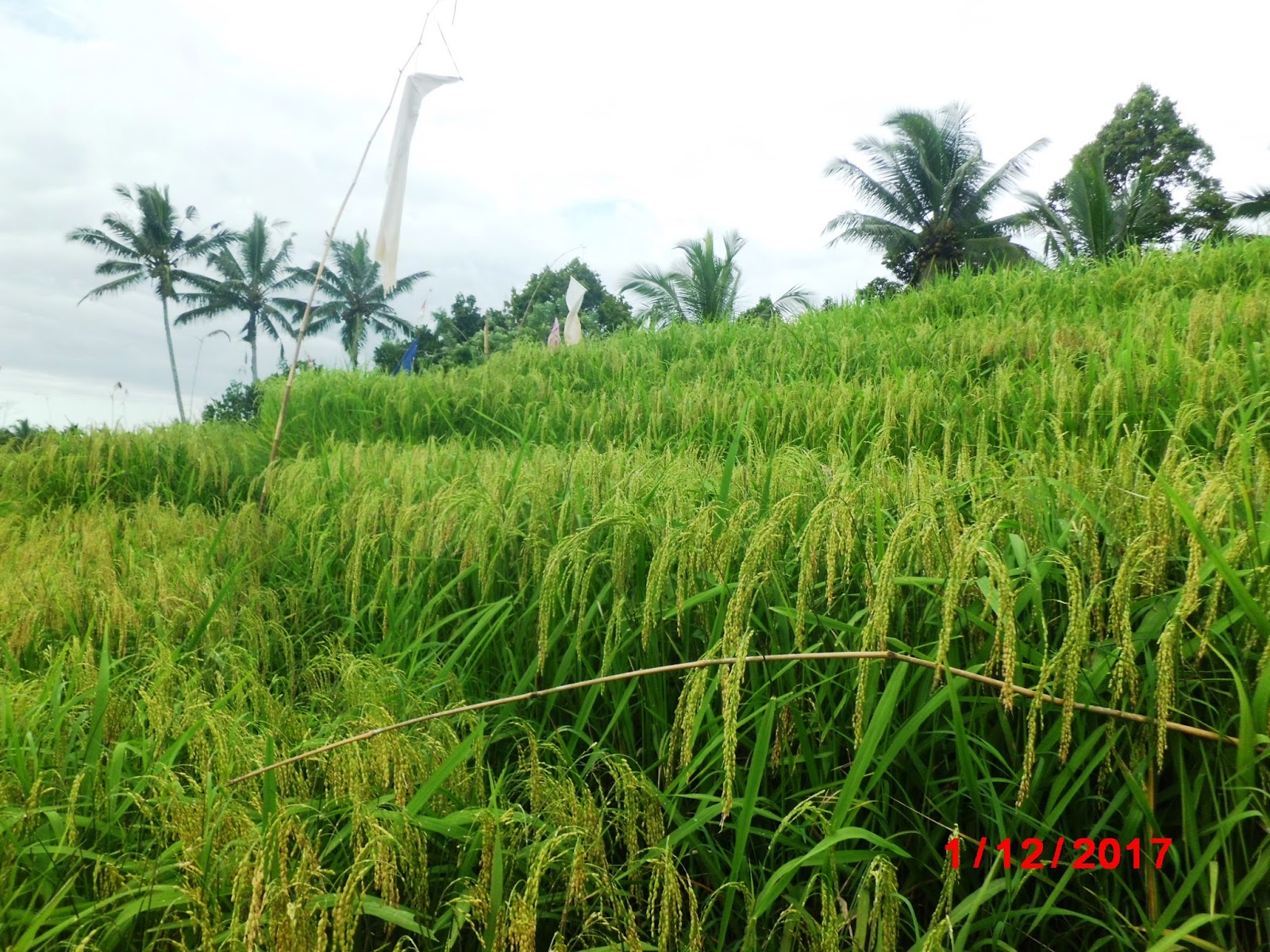 Panen padi setiap akhir tahun di Desa Belimbing Wayan Suyasa