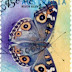 1998 - Austrália - Junonia villida calybe