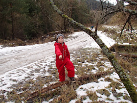 Pieniny, Rezerwat Biała woda, grzyby 2017, grzyby zimowe, grzyby w Pieninach