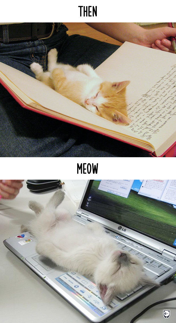 Then vs Meow How Technology Has Changed Cats’ Lives (10+ Pics) - Intruding Human Personal Space