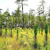 Longleaf Pine Ecosystem - Longleaf Pine Forest