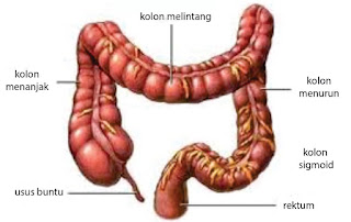 bagian usus, usus kiri, usus tengah, usus turu, usus buntu