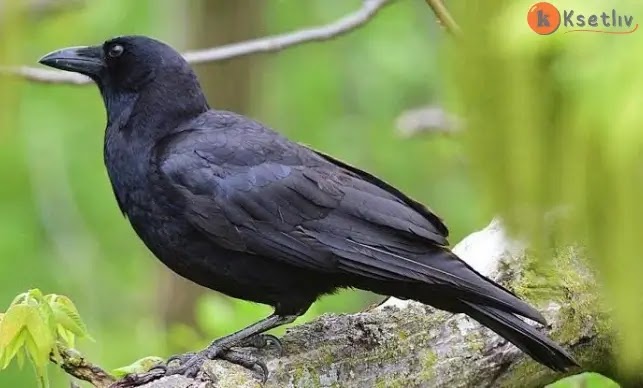 Information about the crow bird