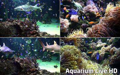 aquarium  wallpaper hd