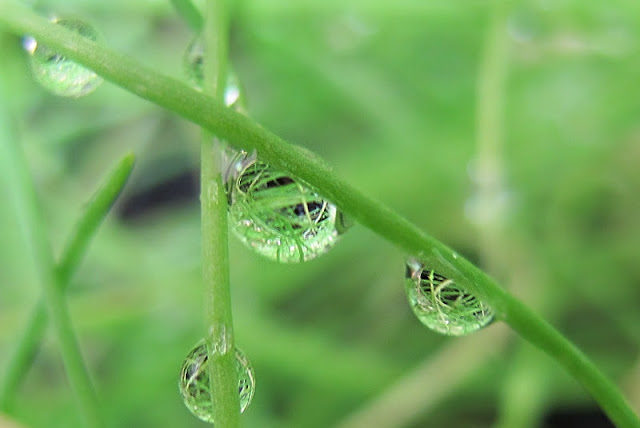 de mooiste foto's uit mijn tuin van juli 2012