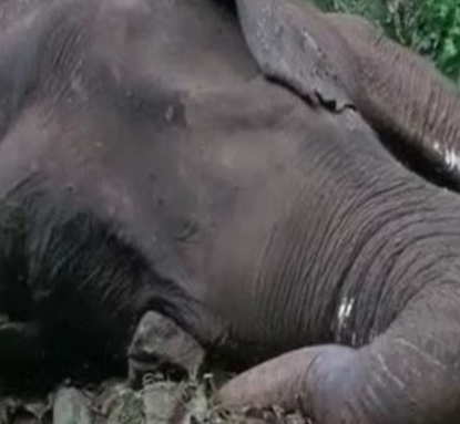  In Kerala, a wild elephant was electrocuted after a high-tension cable fell on it