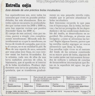 Blog Safari Club, características de la Estrella cojín