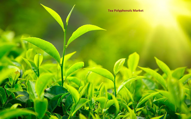 Tea Polyphenols Market