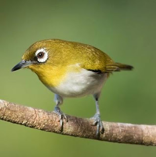 Burung pleci ambon atau Pleci Kuning Ambon yang dikenal dalam bahasa Internasional perburungannya dengan Ambon white-eye (Zosterops kuehni)