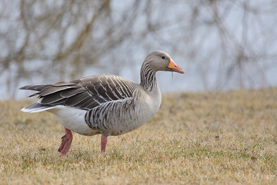 Hallhani, Anser anser, Greylag Goose, Grey Goose, hani