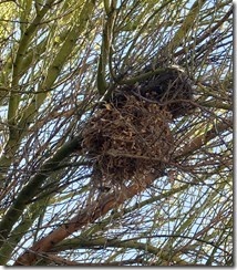 verdin nest double decker 8-10-2013 2-14-52 PM 1597x1828