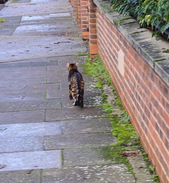 Bengal cat wandering outside in Kingston Upon Thames