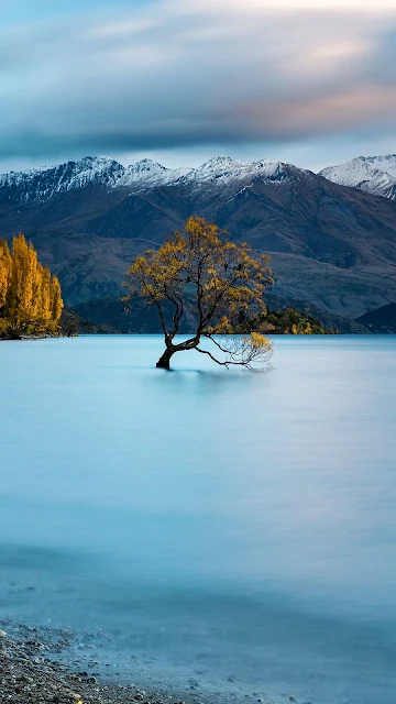 Nova Zelândia Wanaka Árvore do Lago