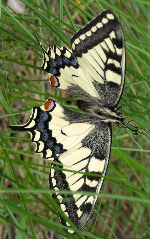 Papilio machaon