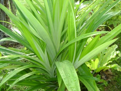 Obat Sembelit atau Susah Buang Air Besar Herbal Serba 