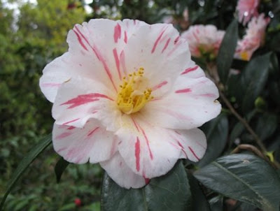  across several Japanese Camellia trees Camellia japonica in flower