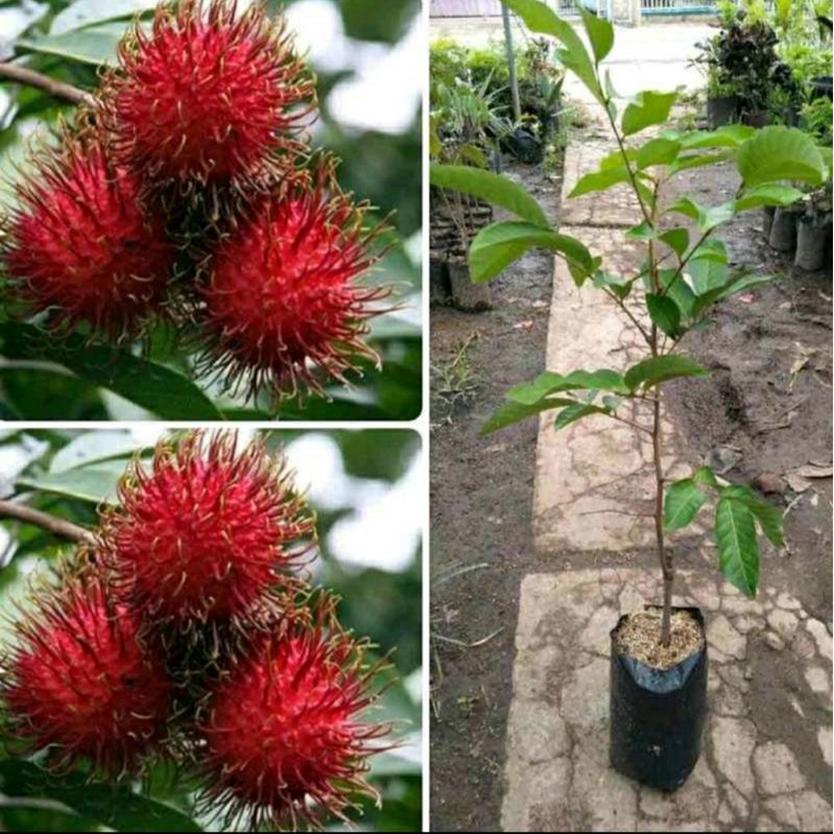 Pohon Rambutan Rapiahhasil Okulasi Cepat Berbuah Sulawesi Selatan