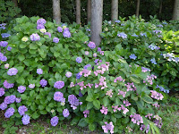 長尾の寺・正俊寺の紫陽花庭園