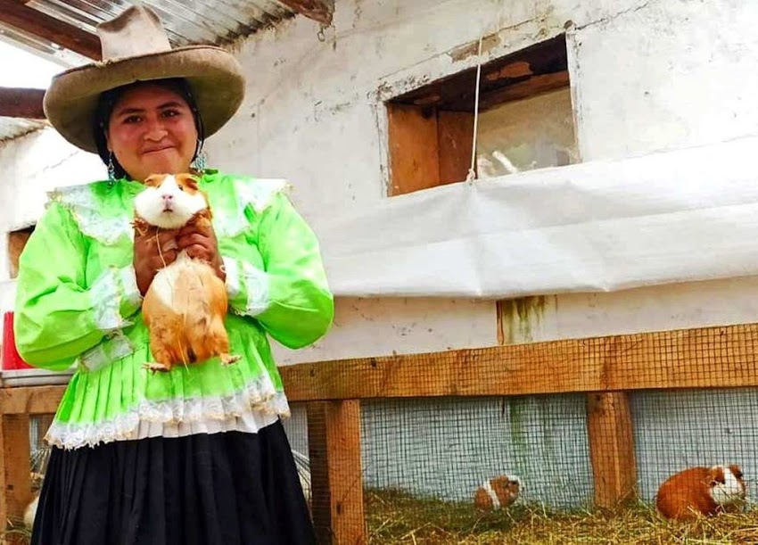 Cajamarca pretende ser la primera región productora de Cuy