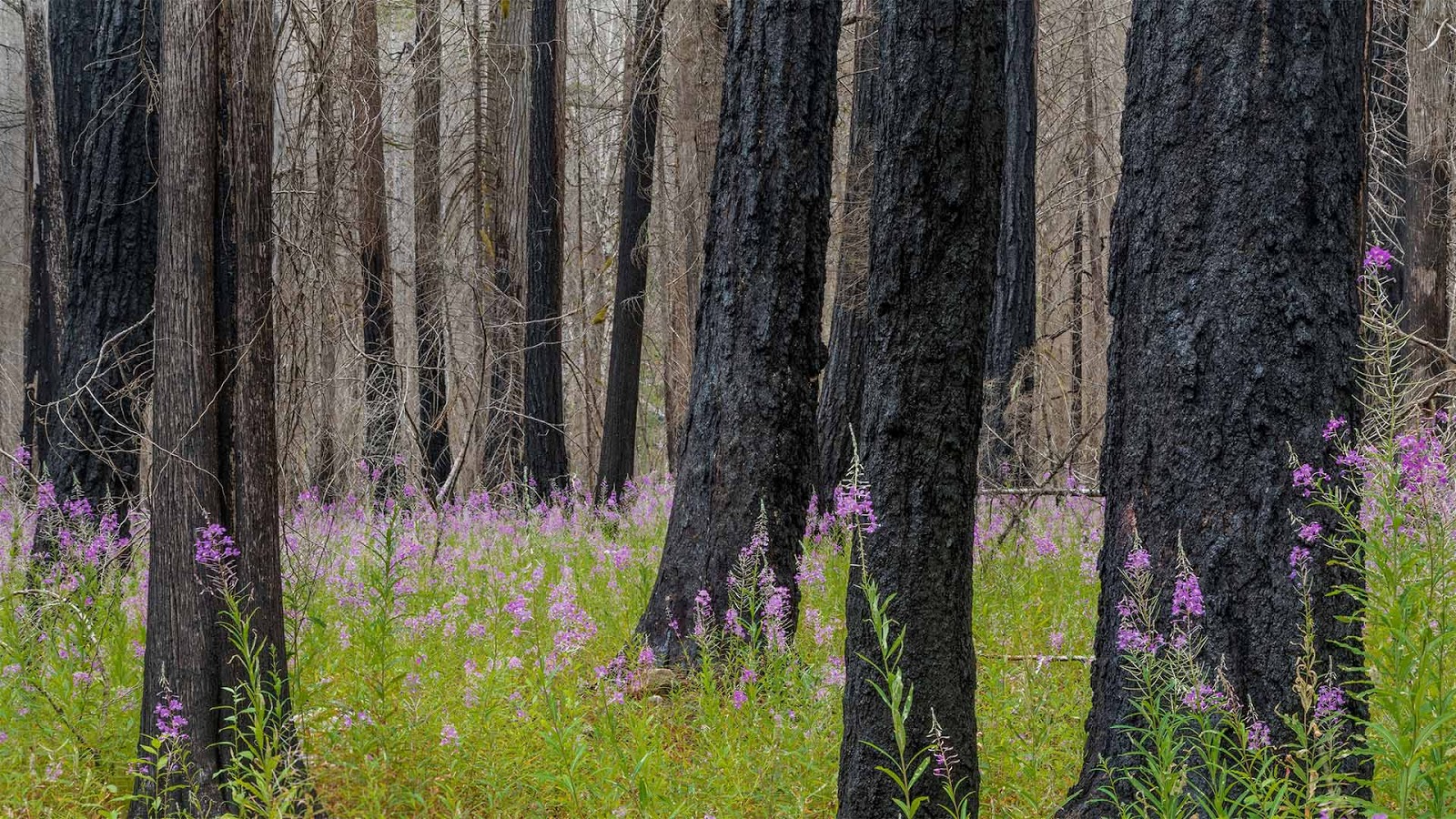 Fireweed in North Cascades National Park in Washington state © Danita Delimont/Getty Images