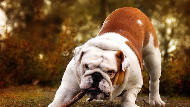 English Bulldog