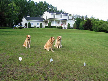 Dog Fences Invisible1