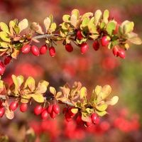 iYURA Reviews - Indian Barberry