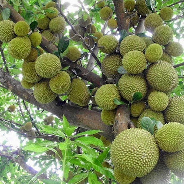 Bibit Durian Merah