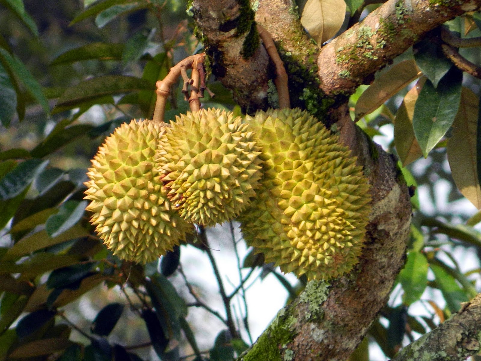 7 Manfaat buah Durian  bagi kesehatan Rickypedia