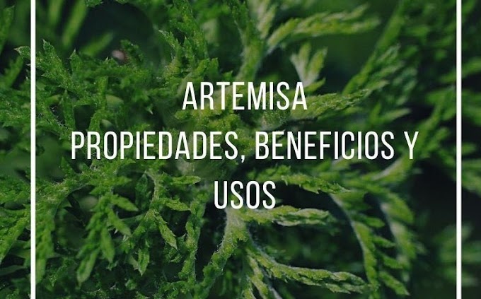 PROPIEDADES, BENEFICIOS Y USOS DE LA ARTEMISA