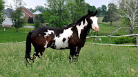 Black And White Pinto Horse