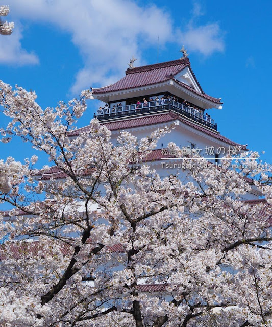 鶴ヶ城の桜がすごい！（1）北出丸〜本丸エリア