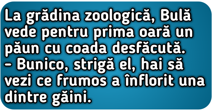 Bula la gradina zoologica vede pentru prima data un păun 