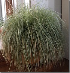 Porch plant becomes houseplant, for the third year!