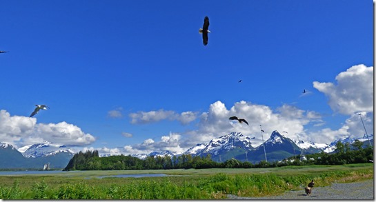 Valdez Eagles