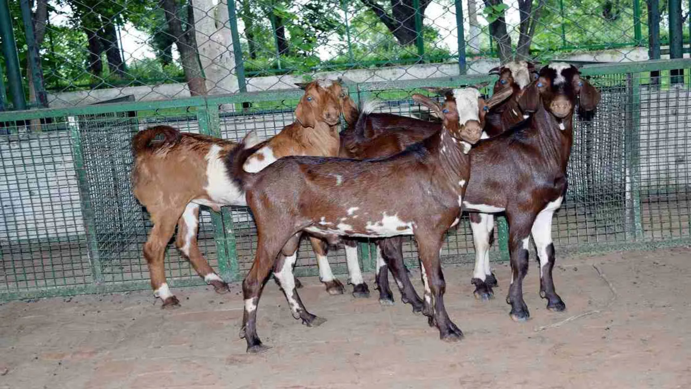 बकरियों की टॉप 10 नस्लें | top 10 goat breeds in hindi |