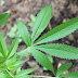 Cultivo de maconha para tratamento de doenças raras é autorizado pela Justiça 