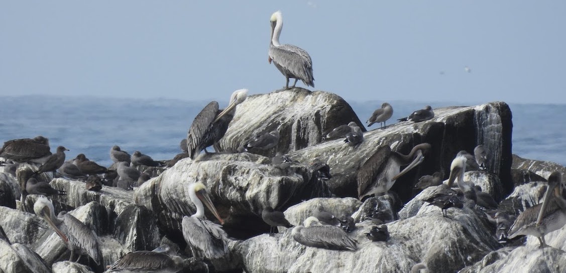 VIDEO of SEP 21st Community Program: Why Birds Flock ~ Morro Coast Audubon  Society