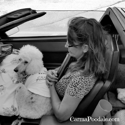 Poodle in a Vette -CarmaPoodale.com